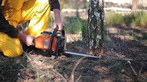 Best Leaf Removal  in Enterprise, UT