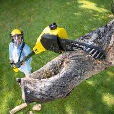 Best Palm Tree Trimming  in Enterprise, UT