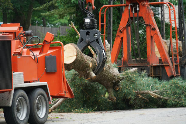 Best Utility Line Clearance  in Enterprise, UT