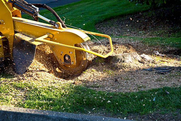 Best Arborist Consultation Services  in Enterprise, UT
