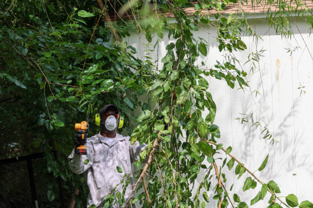 Best Tree Risk Assessment  in Enterprise, UT